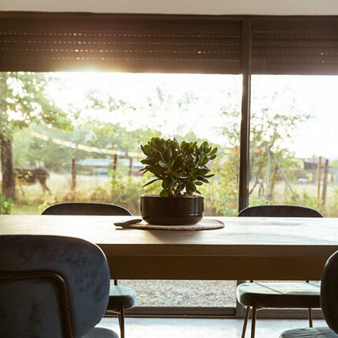 green plant on table living room